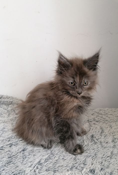 Мейн-кун     киця