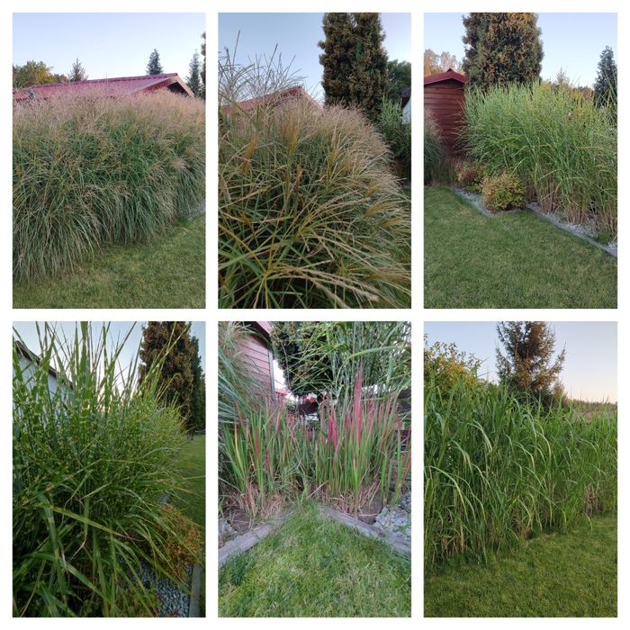 Działka Rekreacyjna Jędrzychów 850 m² - Widok 6