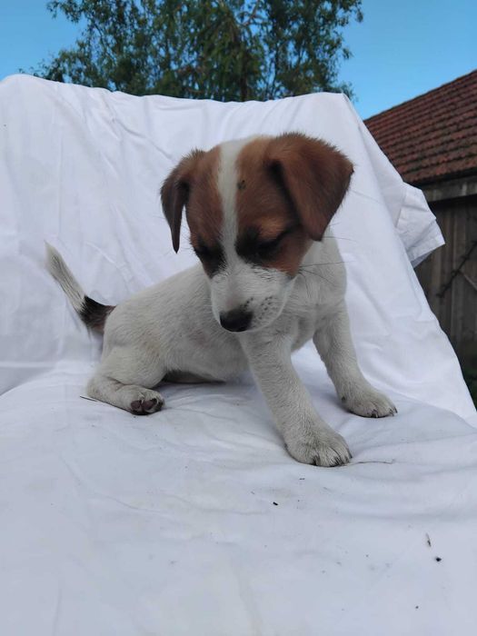 Jack Russel Terier