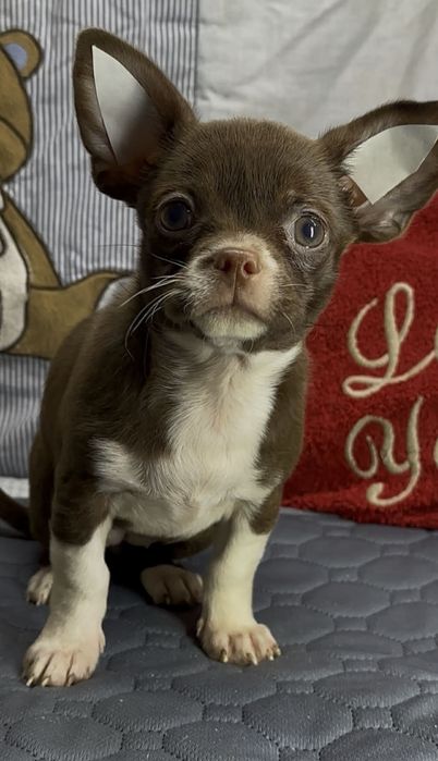 Чихуахуа,красивенная девочка