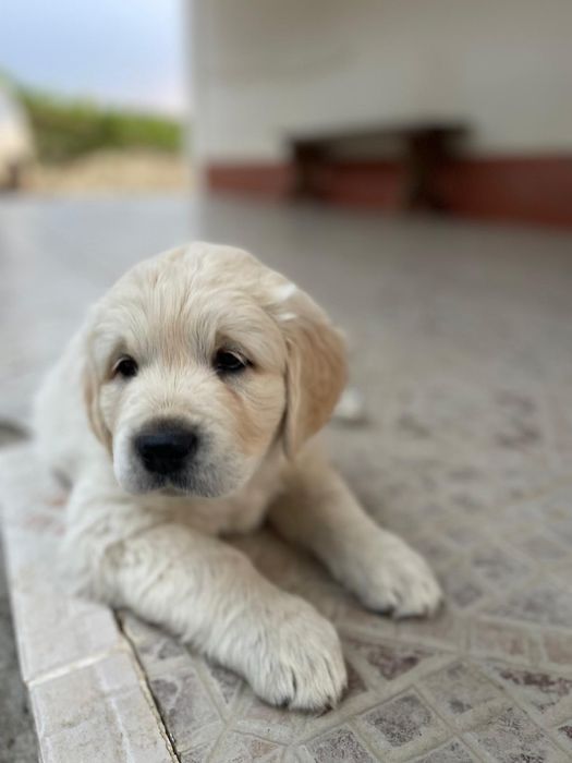 Golden Retriever 2 meses