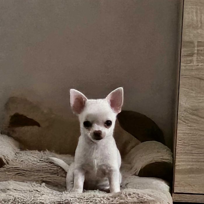 Chihuahua szczeniak