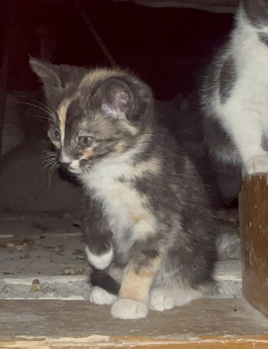 Віддам в добрі руки