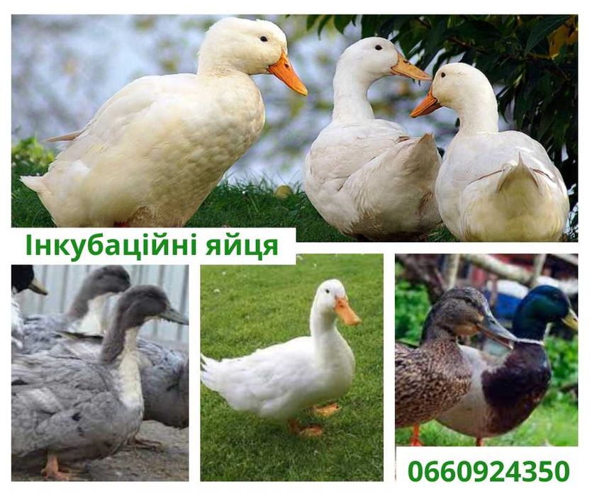 Качка яйце інкубаційне Черрі велі, Стар53, Голубий Фаворіт, Ст5 Орвія