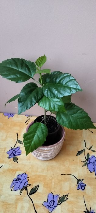 Róża chińska, hibiskus