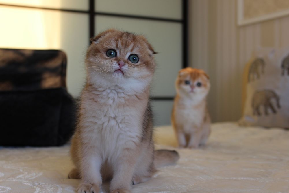 Золоті Шиншили. Кошенята неймовірної краси