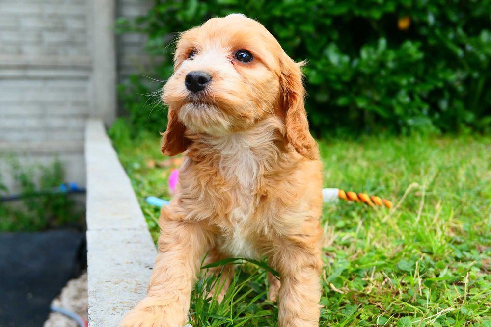 Cockapoo- Piękna zdrowa suczka- Badania Genetyczne!
