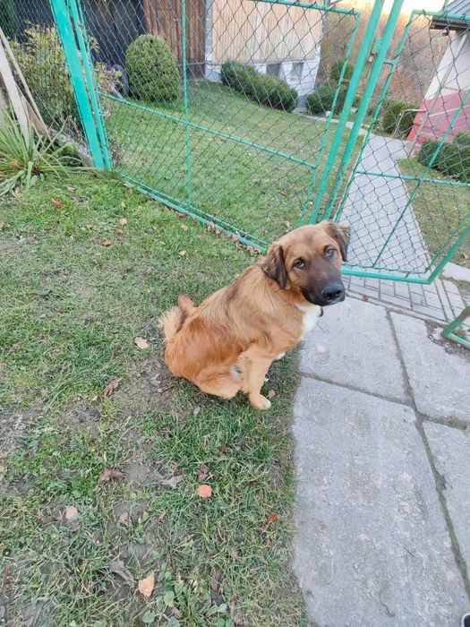 Pies piesek nie rasowy