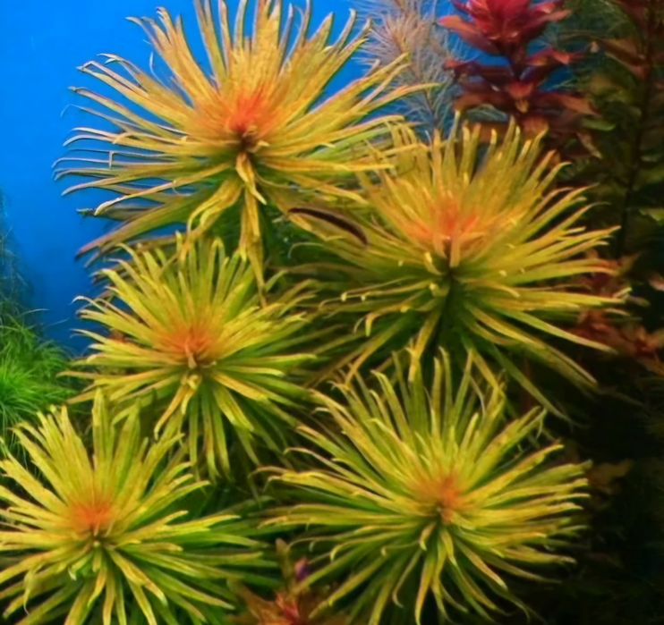 Rośliny do akwarium - Ludwigia var Cuba