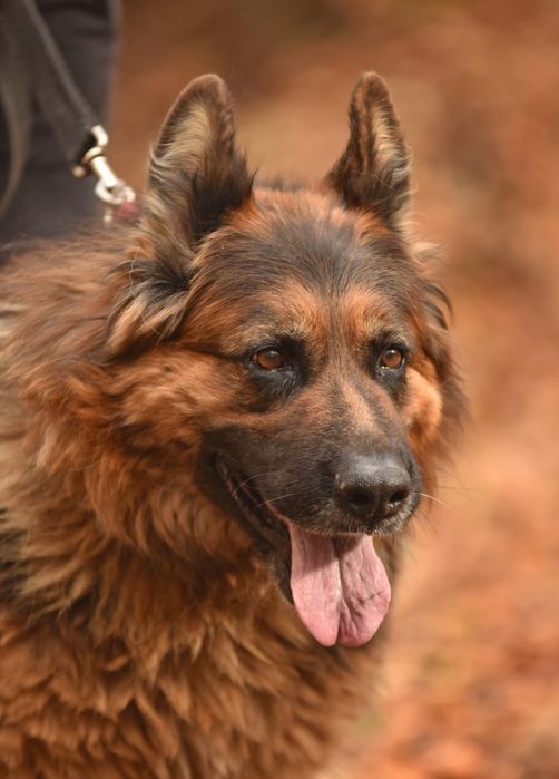 Duża suczka owczarek niemiecki do adopcji