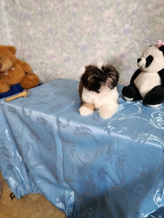 Продаются щенки ши тцу