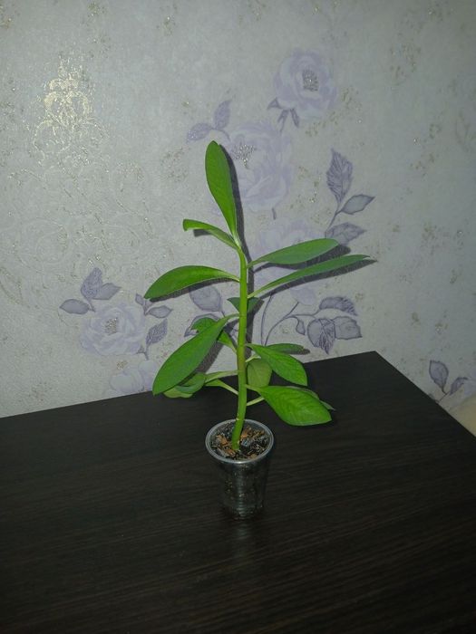 Кімнатні рослини