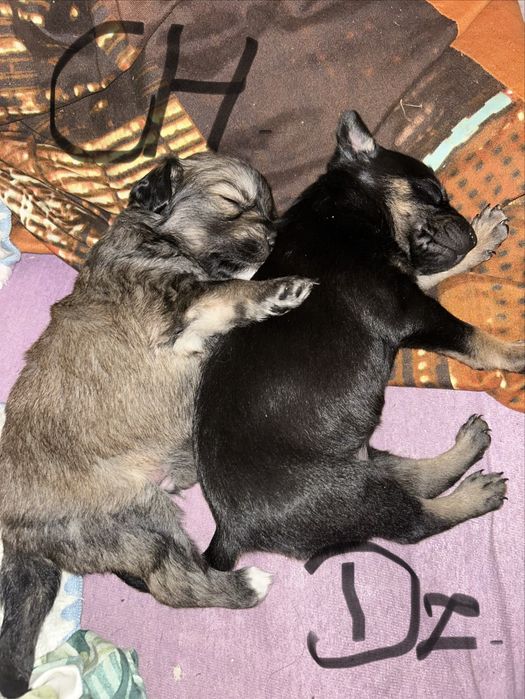 Szczenięta za darmo