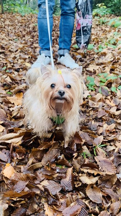 Вязка Йорк Трускавець