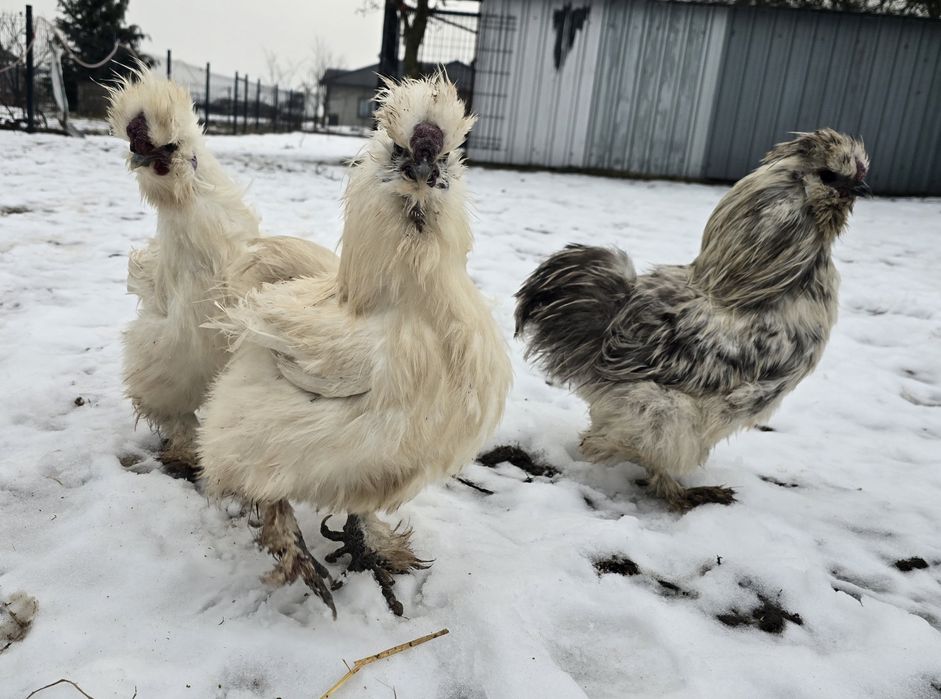 Slka jedbawista koguty