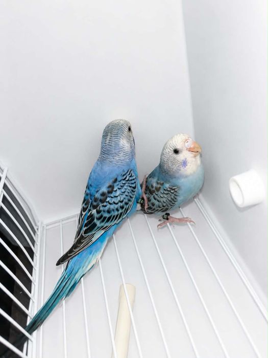 Dois casais de periquitos apenas 30 euros todos