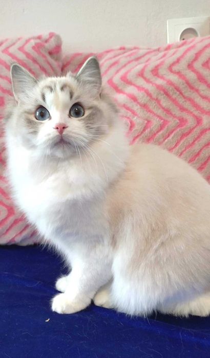 Wysterylizowana kotka 2 letnia