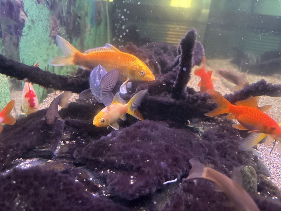 Ryby Karaś koi Karp Koi Amur Lin kirys