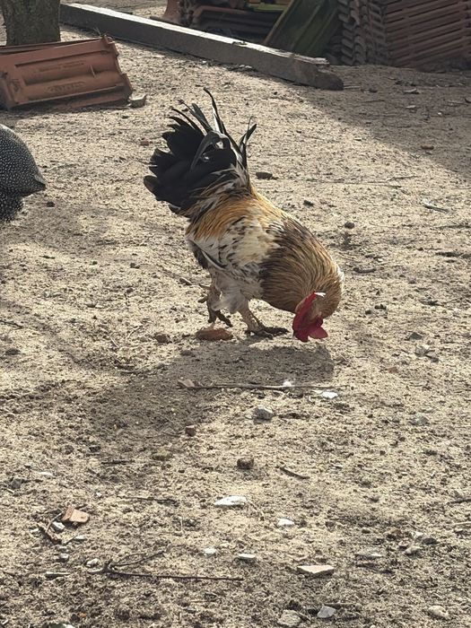 Galinhas e galos garnises