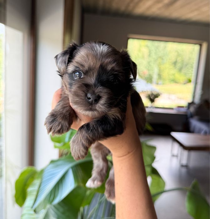 Urocza suczka Merle Yorkshire Terrier