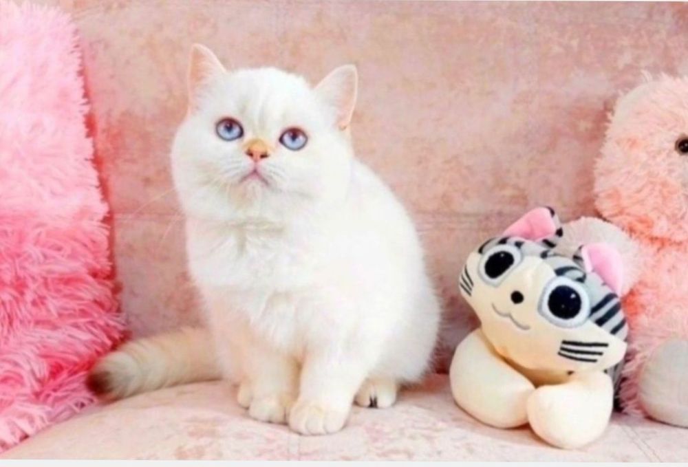 Ооочень ласковая малышка Симпатюля