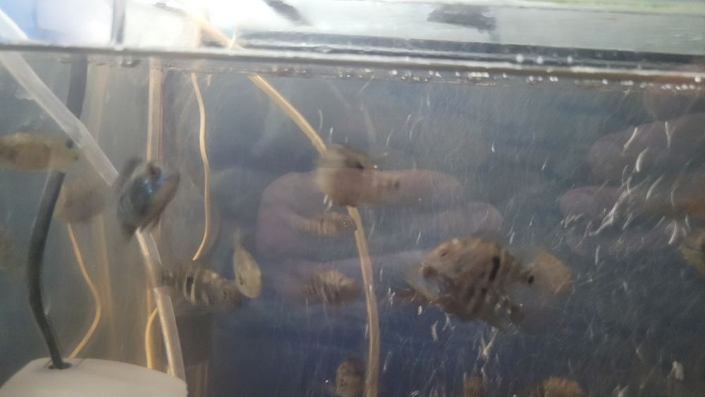 Акара бірюзова (мальок)