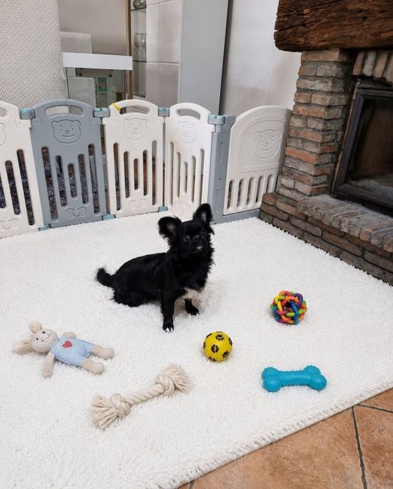 chihuahua macho pêlo longo idade 7 meses exemplar top super meiguinho