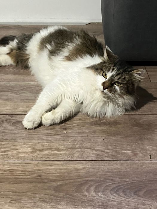 Знайшли стерилізовану кицю