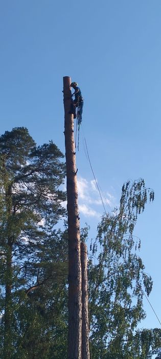 Wycinka drzew, pielegnacja, cięcie, usuwanie wywrotów