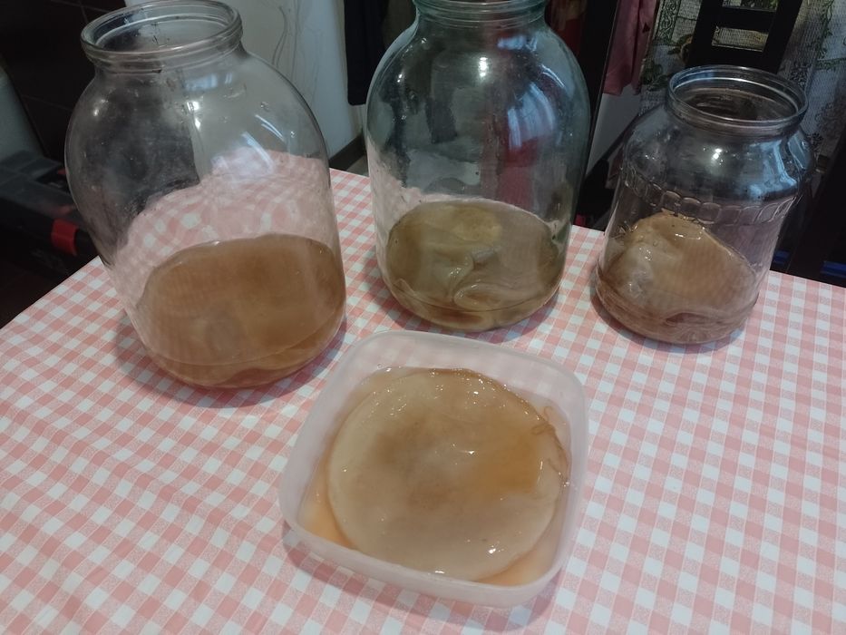 Продам чайный гриб. АКЦИЯ.