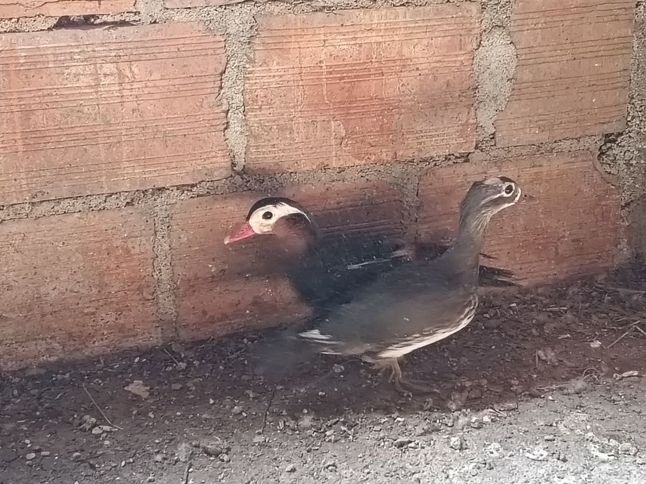 Casal de patos mandarim