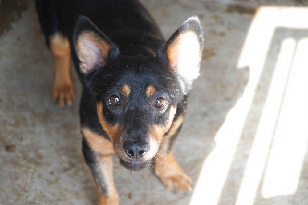 GRENIO - niewielki , wystraszony psiak