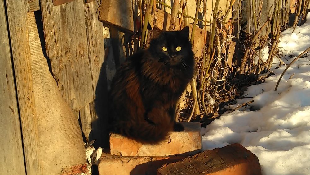 Кошенята хлопчики