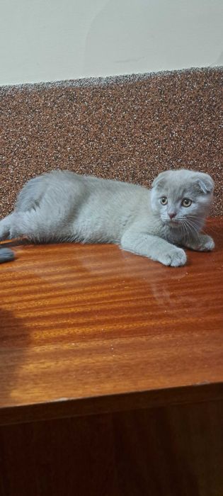 Шотландець вік 4.5 місяці вакцинований,блохи,глисти,окрас ліловий