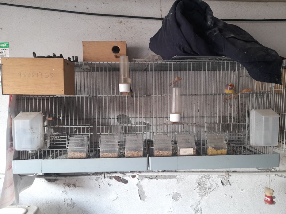 Viveiros duplos para canarios