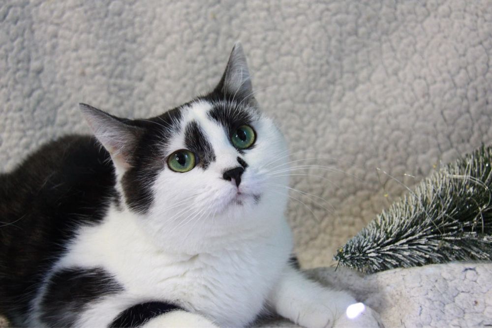 молода киця Мальва, 1 рік