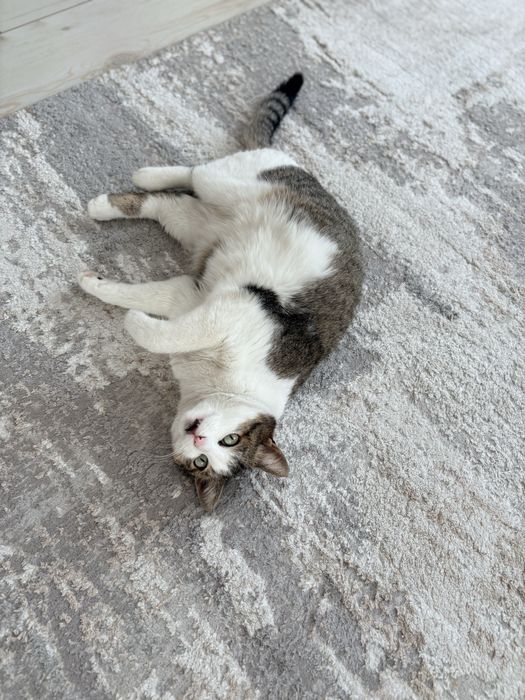 Кошечка беслатно