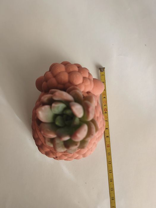 Vaso Decorativo Ovelha com suculenta