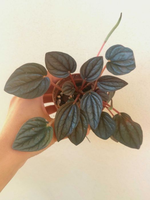 Planta Peperomia