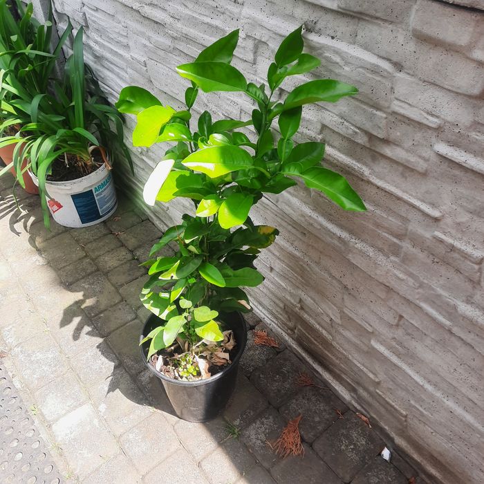 Sadzonki pomelo 3 letnia