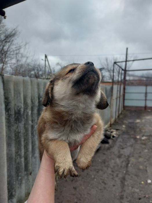 Цуценята в добрі руки