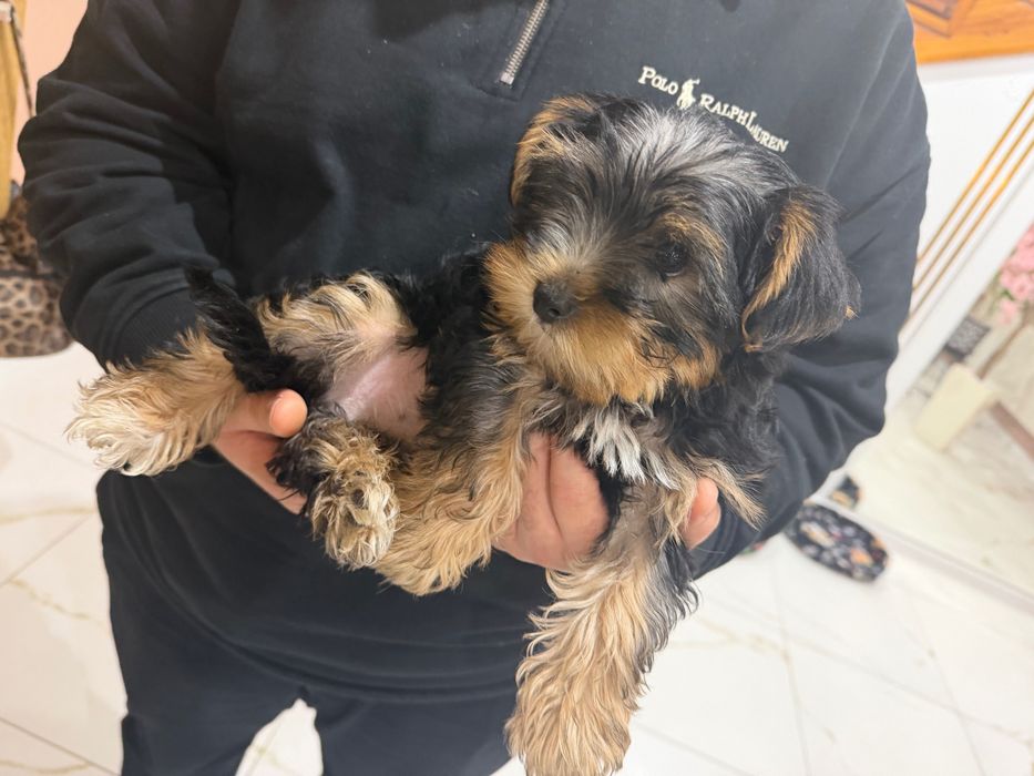 Yorkshire terrier szczeniak