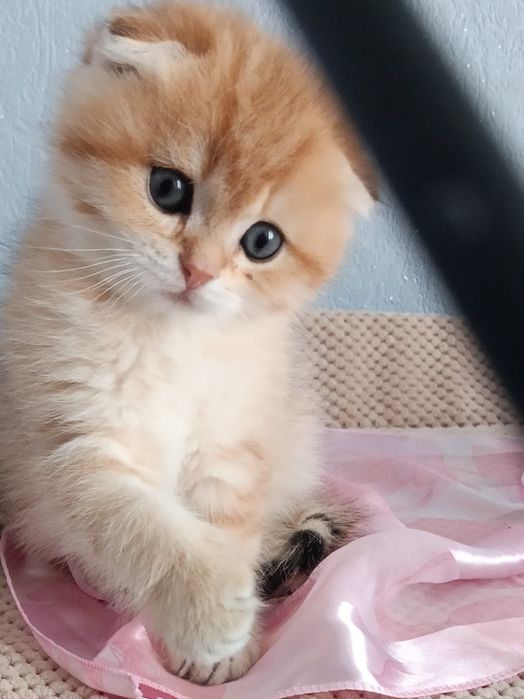 Красотун чекає мамочку