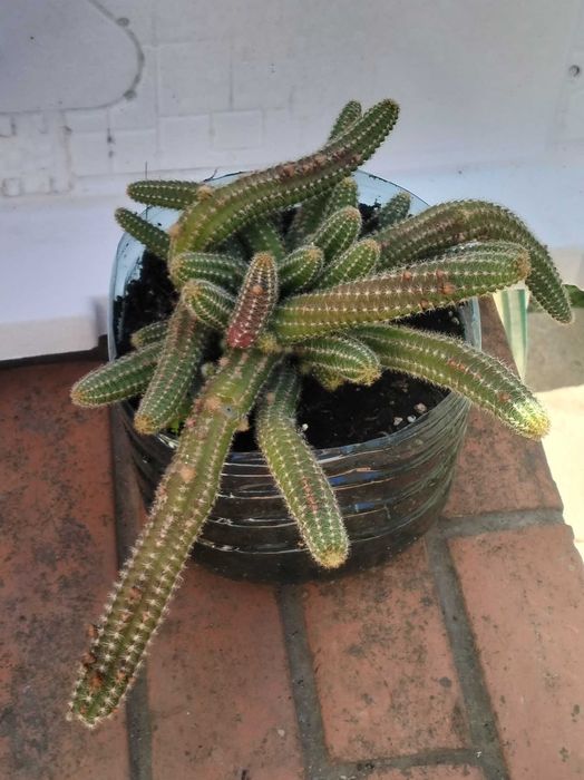 Cacto-amendoim (Echinopsis chamaecereus)
