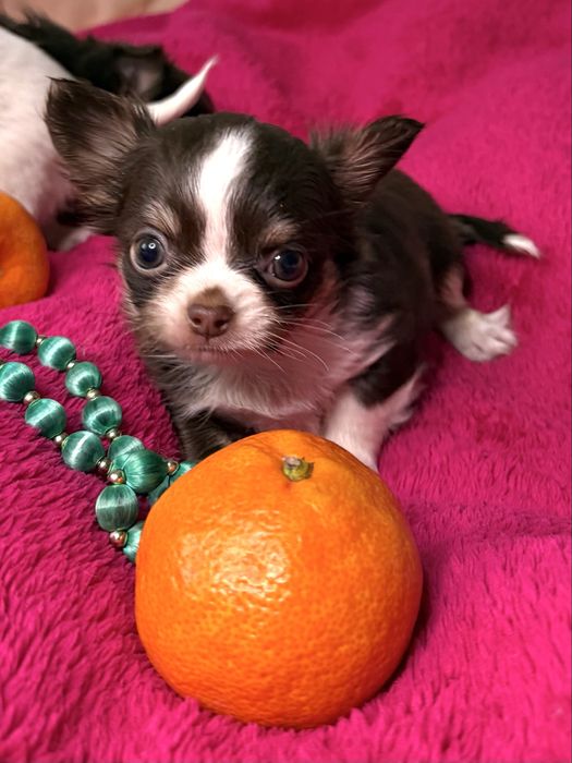 Супер МІНІ шоко дівчинка