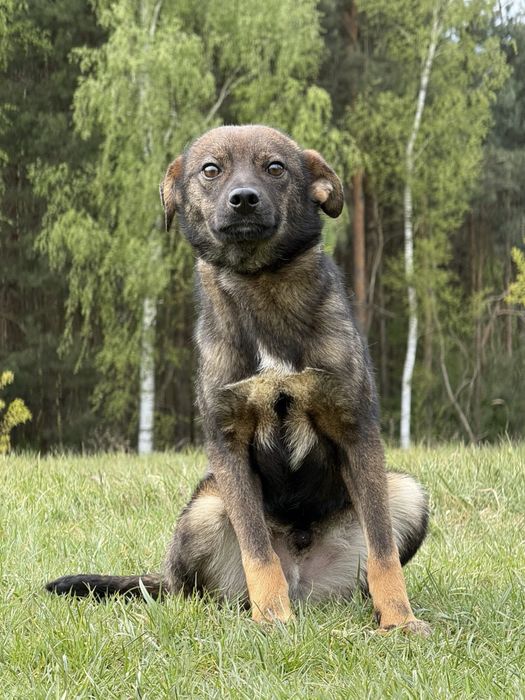 Roczny, wesolutki  FLOREK szuka domku