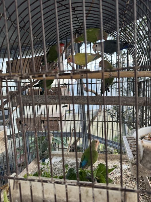 Roseicollis de variadas cores