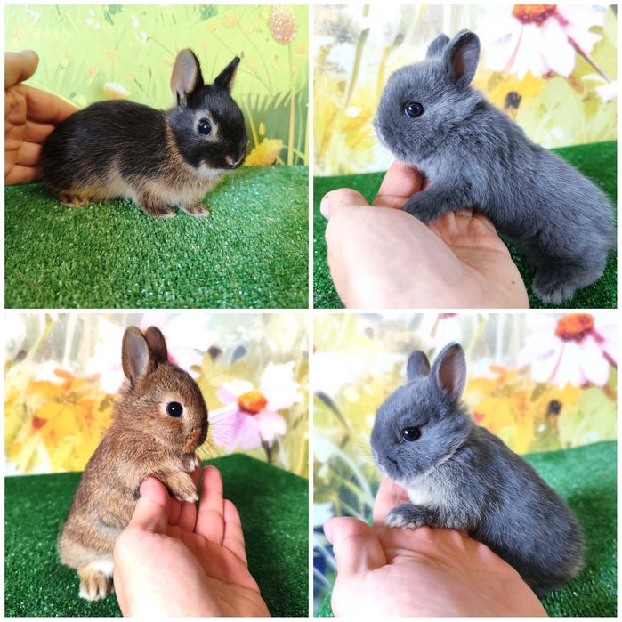 AKTUALNE  Piękny Karzełek Niderlandzki Mini Lop , Mini Rex