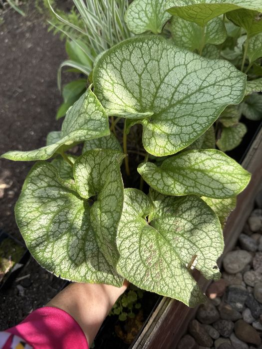 Brunera sadzonka bylina wieloletnia