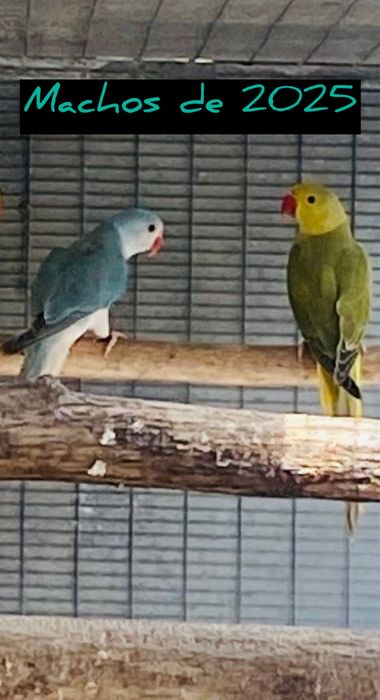 Ring Necks mutacoes: Aceito troca